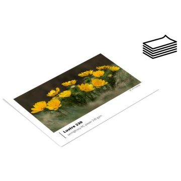 10x15/50 | SERIES230 Lustre | carton box
